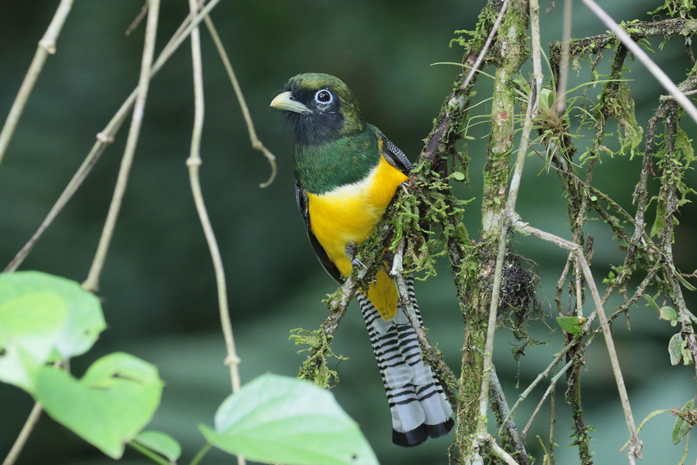 Black-throated Trogon